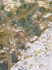 Hydrobasileus croceus