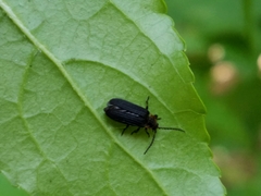 Eropterus trilineatus