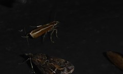 Orocrambus melitastes