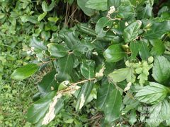 Elaeagnus formosana