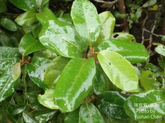 Elaeagnus formosana