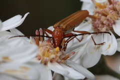Stenoderus concolor