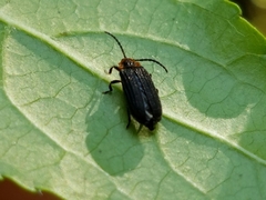Eropterus trilineatus