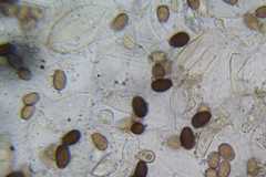 Coprinellus xanthothrix