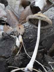 Coprinellus xanthothrix
