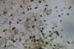 Coprinellus xanthothrix