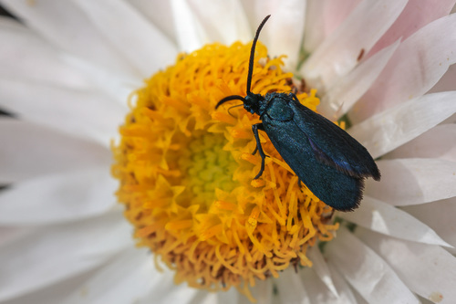 Turneriprocris dolens (Walker, 1854)