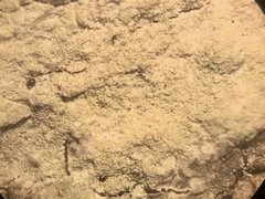 Lecanora layana