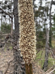 Xanthorrhoea concava