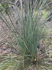 Xanthorrhoea concava
