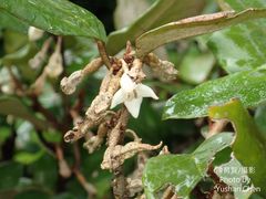 Elaeagnus formosana