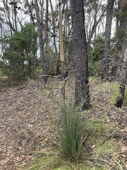 Xanthorrhoea concava