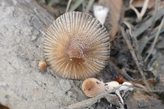 Coprinellus xanthothrix