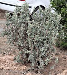 Atriplex nummularia