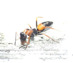 Opisthopsis picta