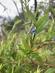 Billardiera heterophylla