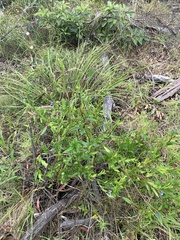 Billardiera heterophylla