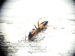 Opisthopsis picta