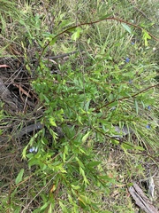 Billardiera heterophylla