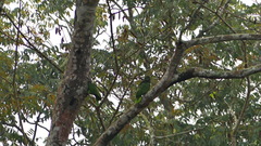 Amazona autumnalis image