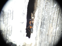 Opisthopsis picta