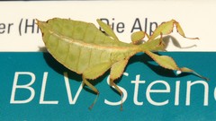 Phylliidae