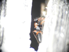 Opisthopsis picta
