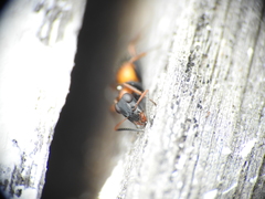 Opisthopsis picta