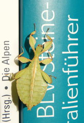 Phylliidae