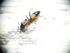 Opisthopsis picta