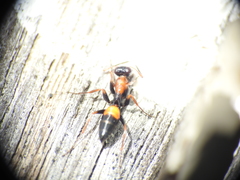 Opisthopsis picta