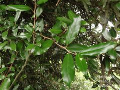Elaeagnus formosana