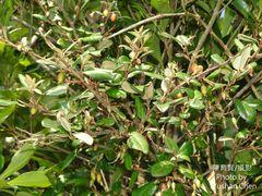 Elaeagnus formosana