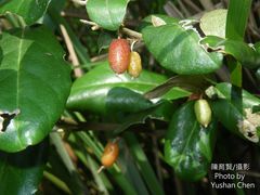 Elaeagnus formosana