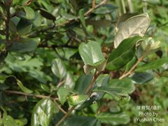 Elaeagnus formosana