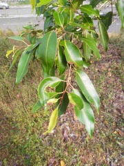 Magnoliopsida