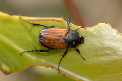 Phyllotocus rufipennis