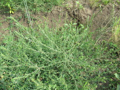 Salsola collina