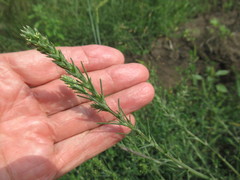 Salsola collina