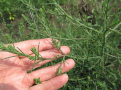 Salsola collina