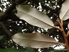 Elaeagnus formosana