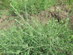 Salsola collina