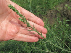 Salsola collina