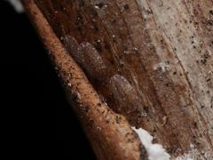 Pulvinaria hydrangeae