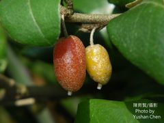 Elaeagnus formosana
