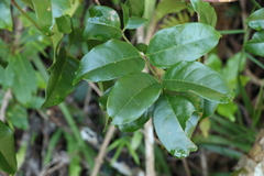 Pandorea baileyana