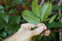 Pandorea baileyana