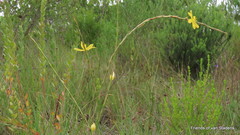 Moraea bulbillifera