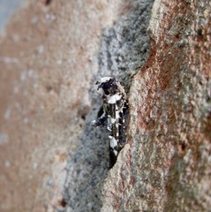 Termioptycha albifurcalis