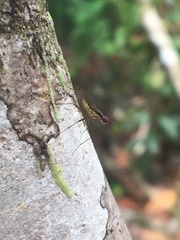 Telostylinus gressitti